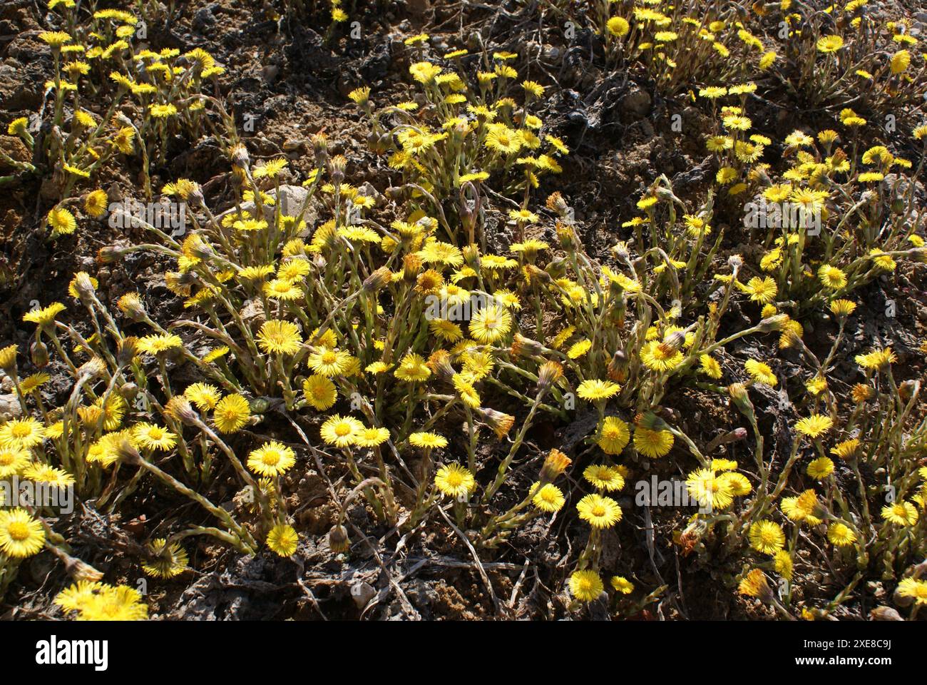Tussilago Farfara, Huflattich Stockfoto
