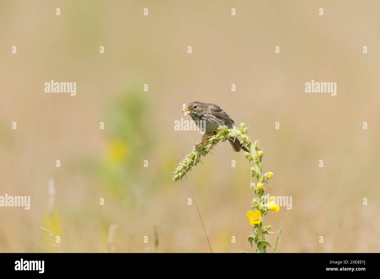 Corn Bunting Emberiza calandra, erwachsener Mann, der sich auf dem großen Maulein Verbascum thapsus befindet, mit Schmetterling im Schnabel, Hortobagy, Ungarn, Juni Stockfoto