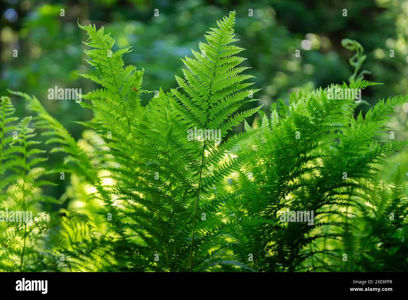 Europäischer Straußenfarn, Straußenfarn im Sommer auf Waldgrund. Straußenfarn (Matteuccia struthiopteris) wächst im Wald. Stockfoto