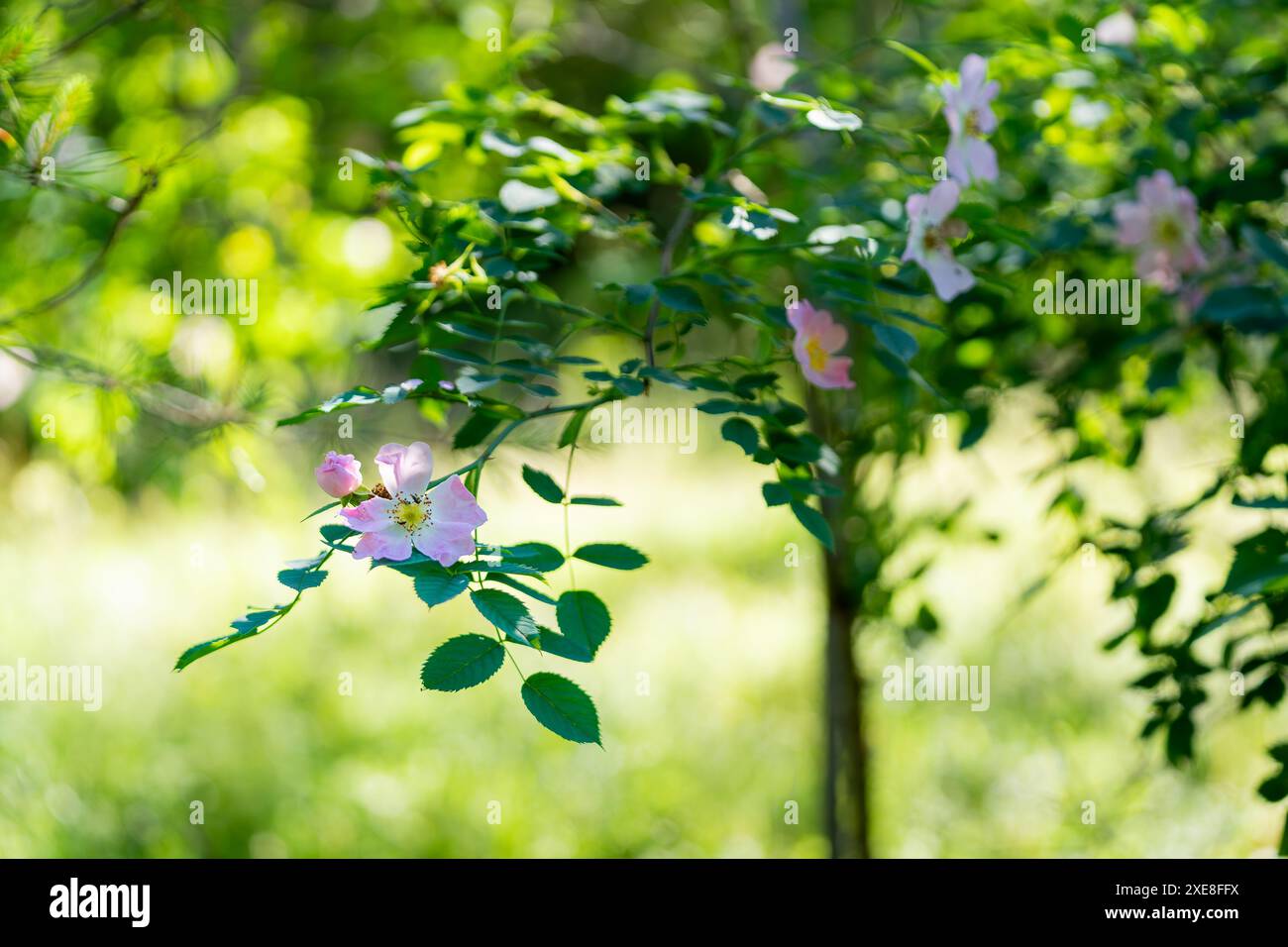 Rosa wilde Rosenblumen Hintergrund. Rosa rubiginosa (süße Briar, süße Briar, süße brier oder eglantine). Stockfoto