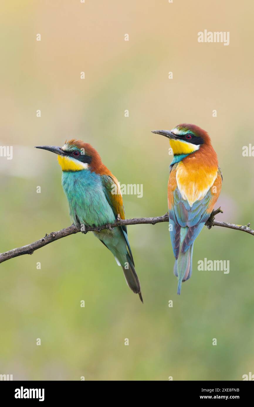 Europäischer Bienenfresser Merops Apiaster, erwachsenes Paar auf einem Zweig, Hortobagy, Ungarn, Juni Stockfoto