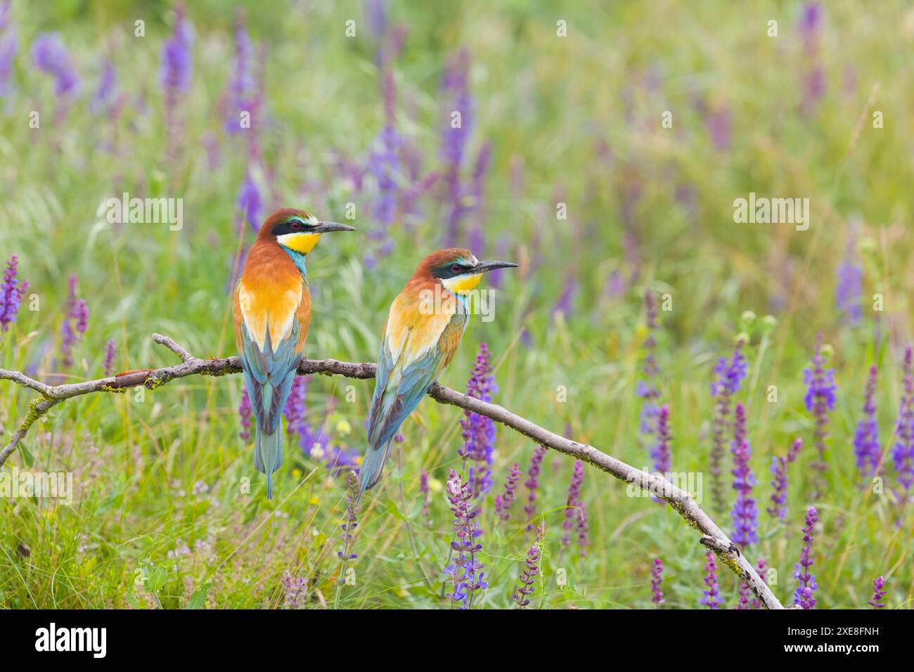 Europäischer Bienenfresser Merops Apiaster, erwachsenes Paar auf einem Zweig, Hortobagy, Ungarn, Juni Stockfoto
