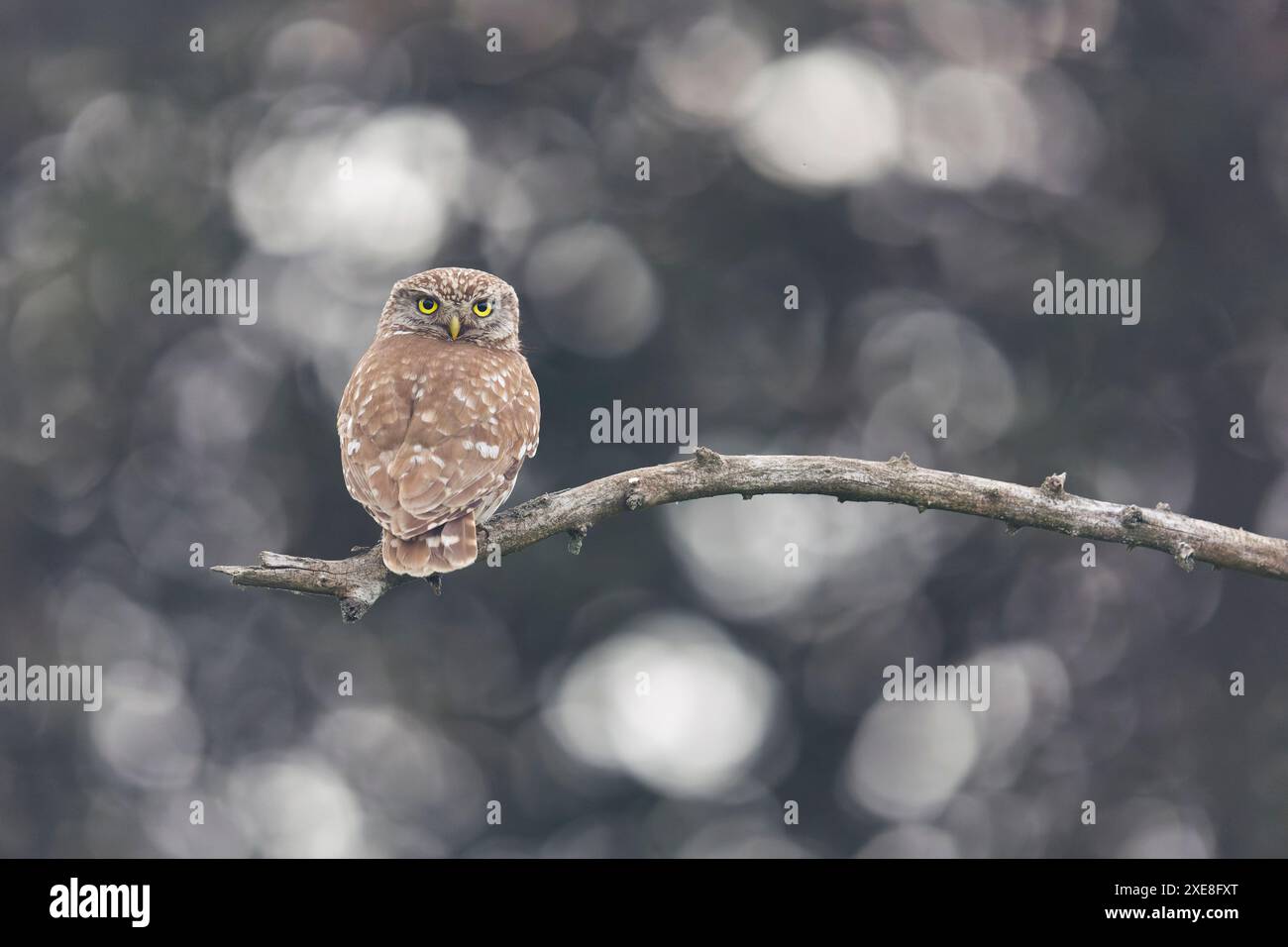 Die kleine Eule Athene noctua, erwachsener Mann auf dem Ast, Hortobagy, Ungarn, Juni Stockfoto