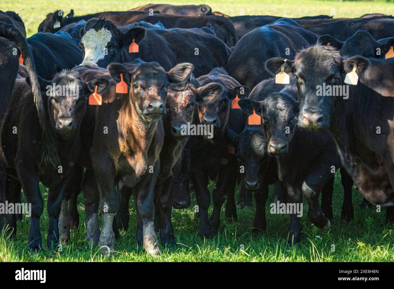 Schwarze Anguskühe und Kälber stehen im Schatten eines Baumes an einem Frühlingstag. Stockfoto