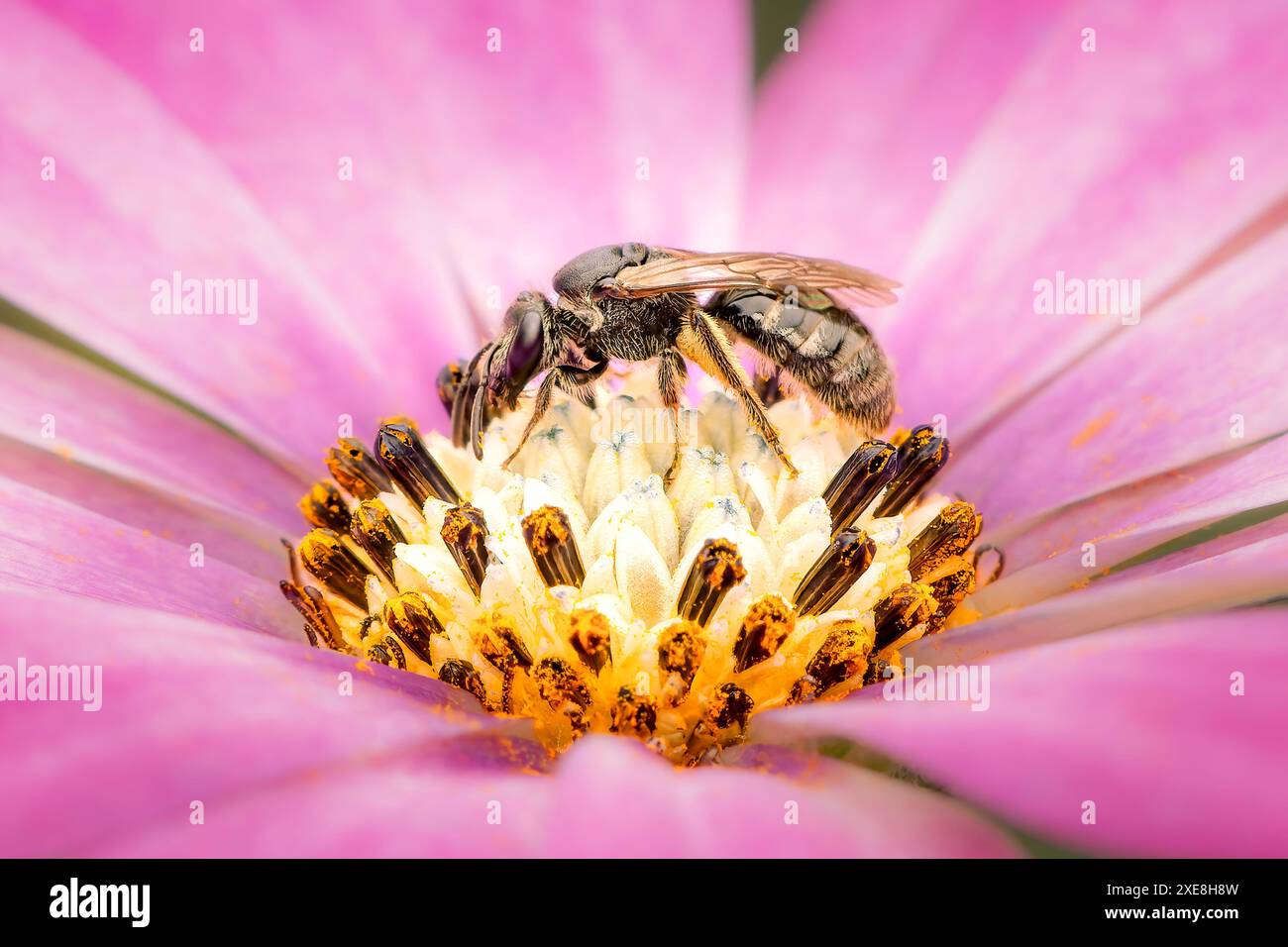 Halictidae Swaet-Biene bestäubt eine bunte Osteospermum-Blüte auf Staubblättern mit rosa verschwommenem Hintergrund und Kopierraum Stockfoto
