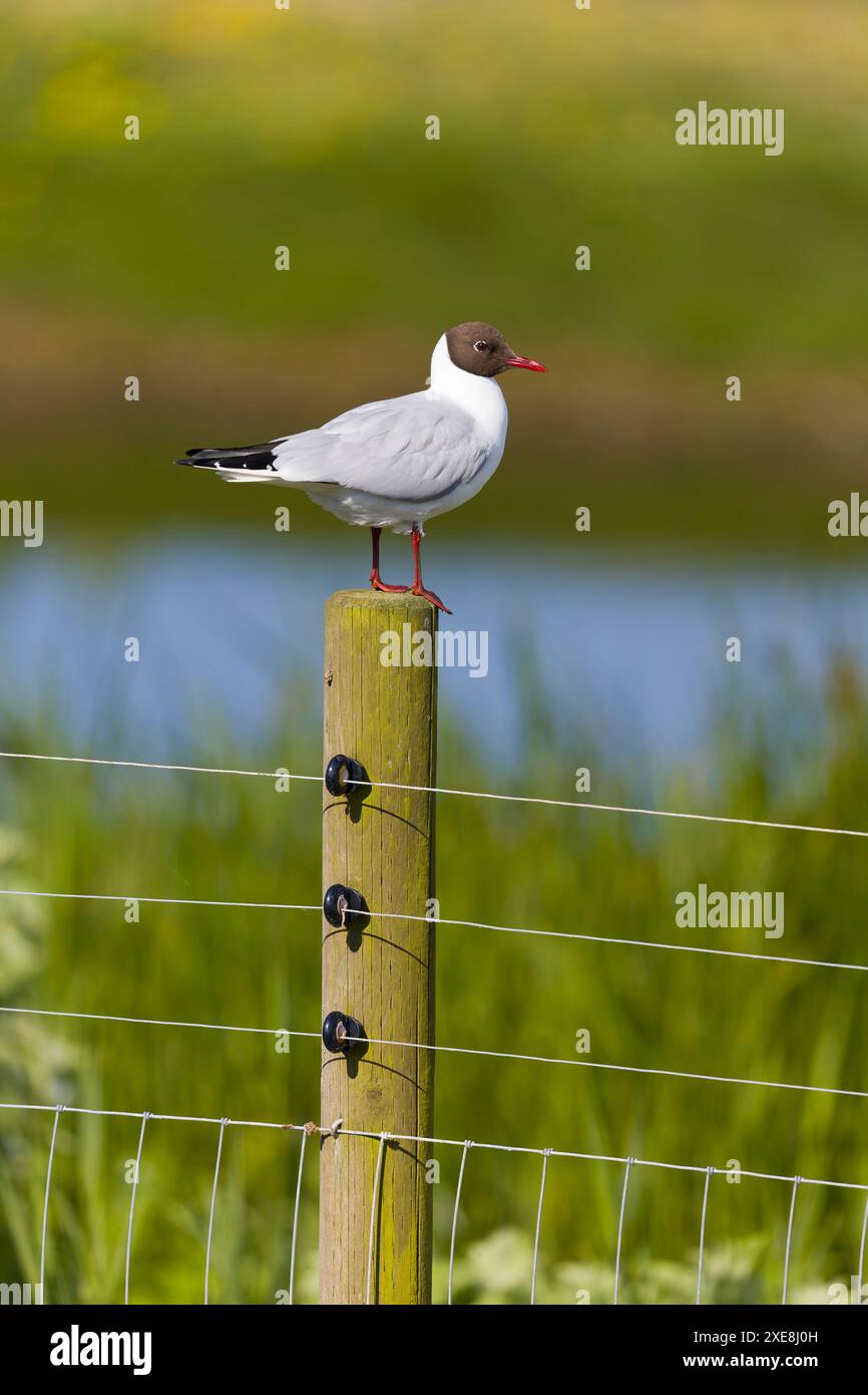 Schwarzkopfmöwe Larus ridibundus, Sommergefieder, Erwachsener auf der Pfoste, RSPB Minsmere Nature Reserve, Suffolk, England, Juni Stockfoto