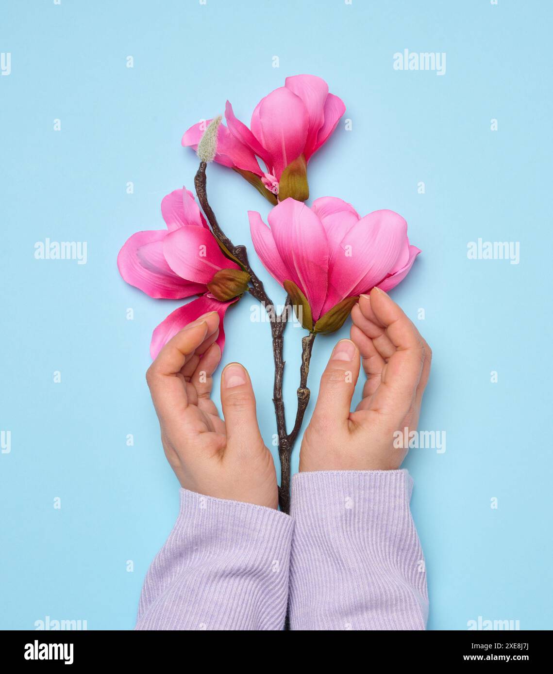 Zwei weibliche Hände, die einen Ast aus rosa Magnolie auf blauem Hintergrund halten Stockfoto