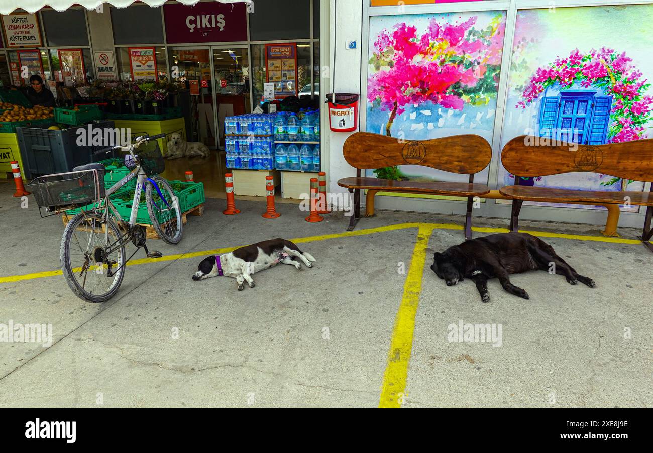 Hunde, Straßentiere entspannend, Sommer im beliebten Ferienort Turgutreis, Bodrum, Türkei Stockfoto