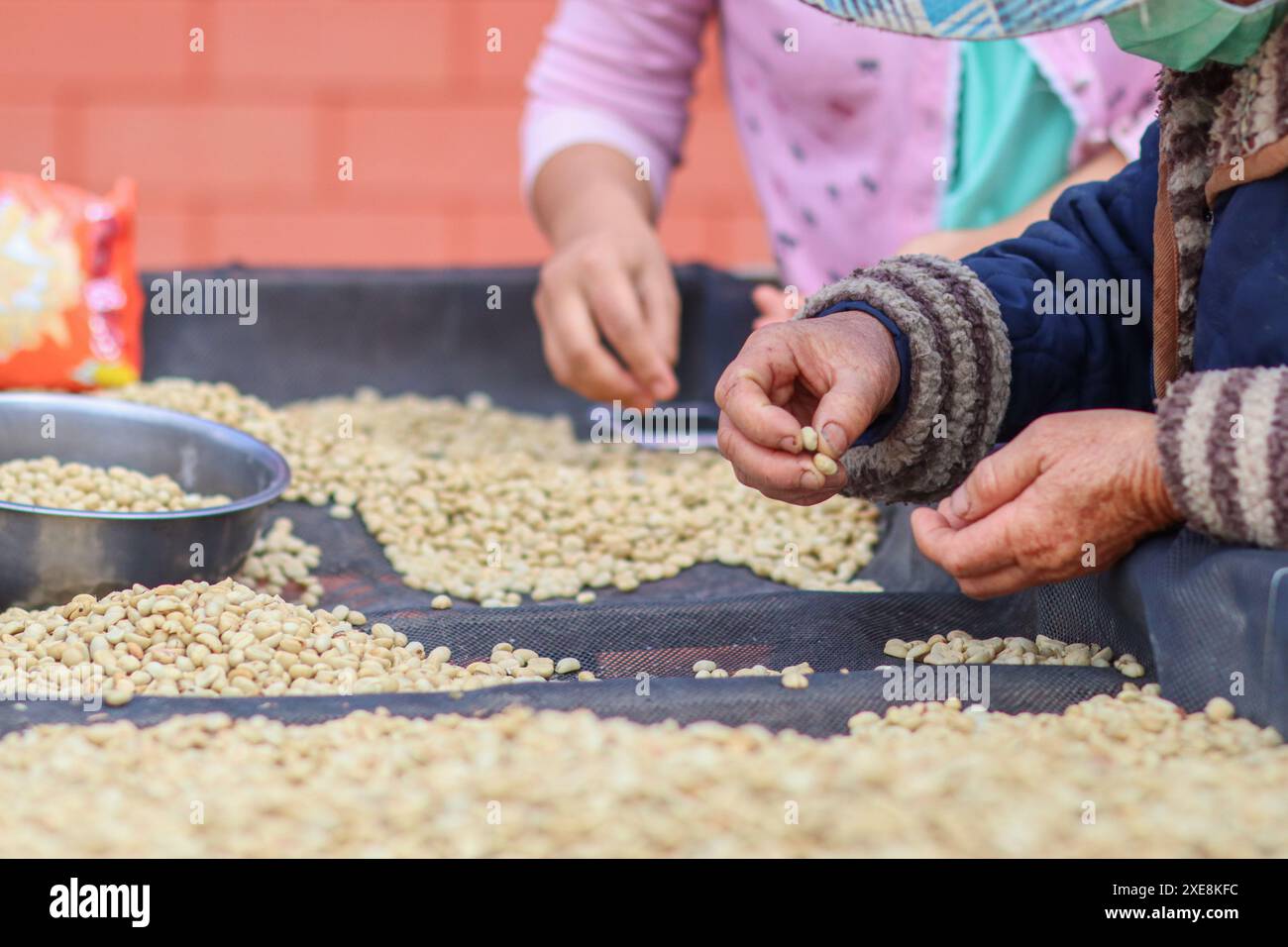 Bauern trennen unperfekte Kaffeebohnen nach dem Trocknen aus Sonne reduzieren die Luftfeuchtigkeit, sodass nur noch perfekte Kaffeebohnen übrig bleiben Stockfoto