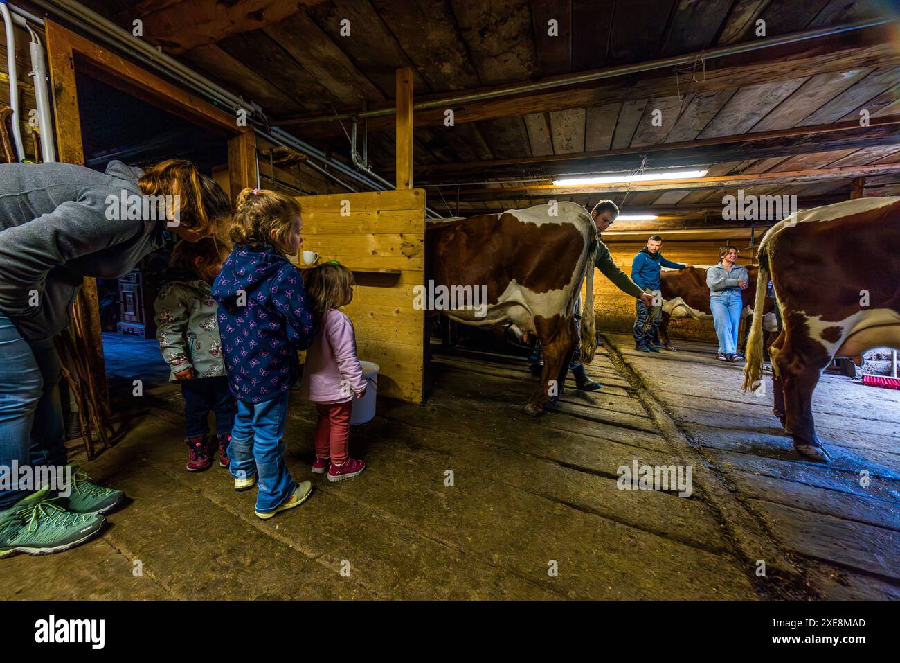 Gastkinder auf der Filzmoosalm beobachten die Erwachsenen beim Melken der 10 Pinzgauer Kühe. Melkstall auf der Filzmoosalm, Salzburg, Österreich Stockfoto