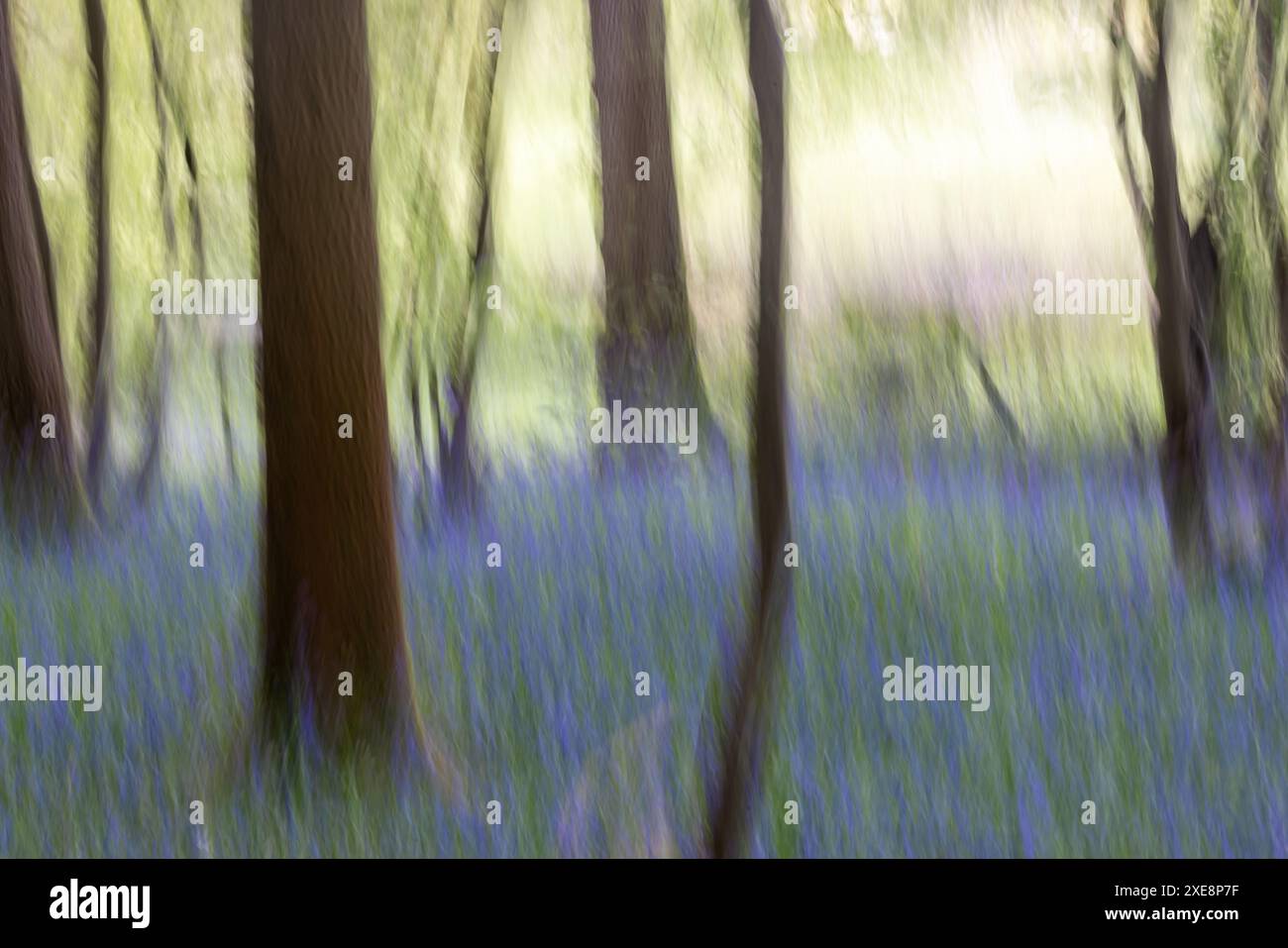 Ein Foto mit absichtlicher Kamerabewegung, das im Frühling einen Blauglockenwald zeigt Stockfoto