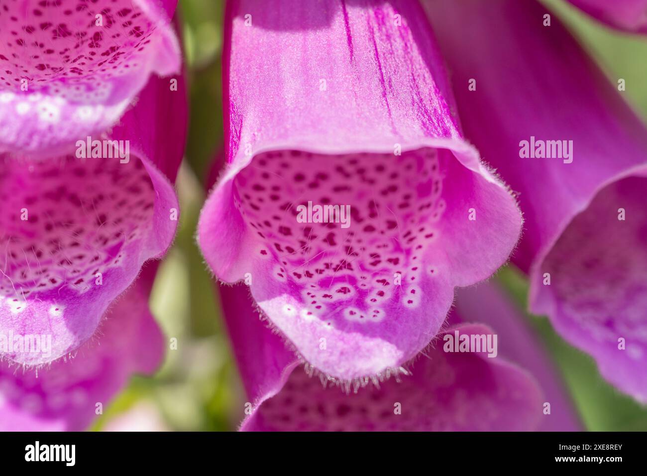 Große Nahaufnahme von violetten Foxglove-/Digitalis purpurea-Blüten, die in Hecken bei Sonnenschein wachsen. Früher verwendet in pflanzlichen Heilmitteln, Heim- und Heilmitteln. Stockfoto