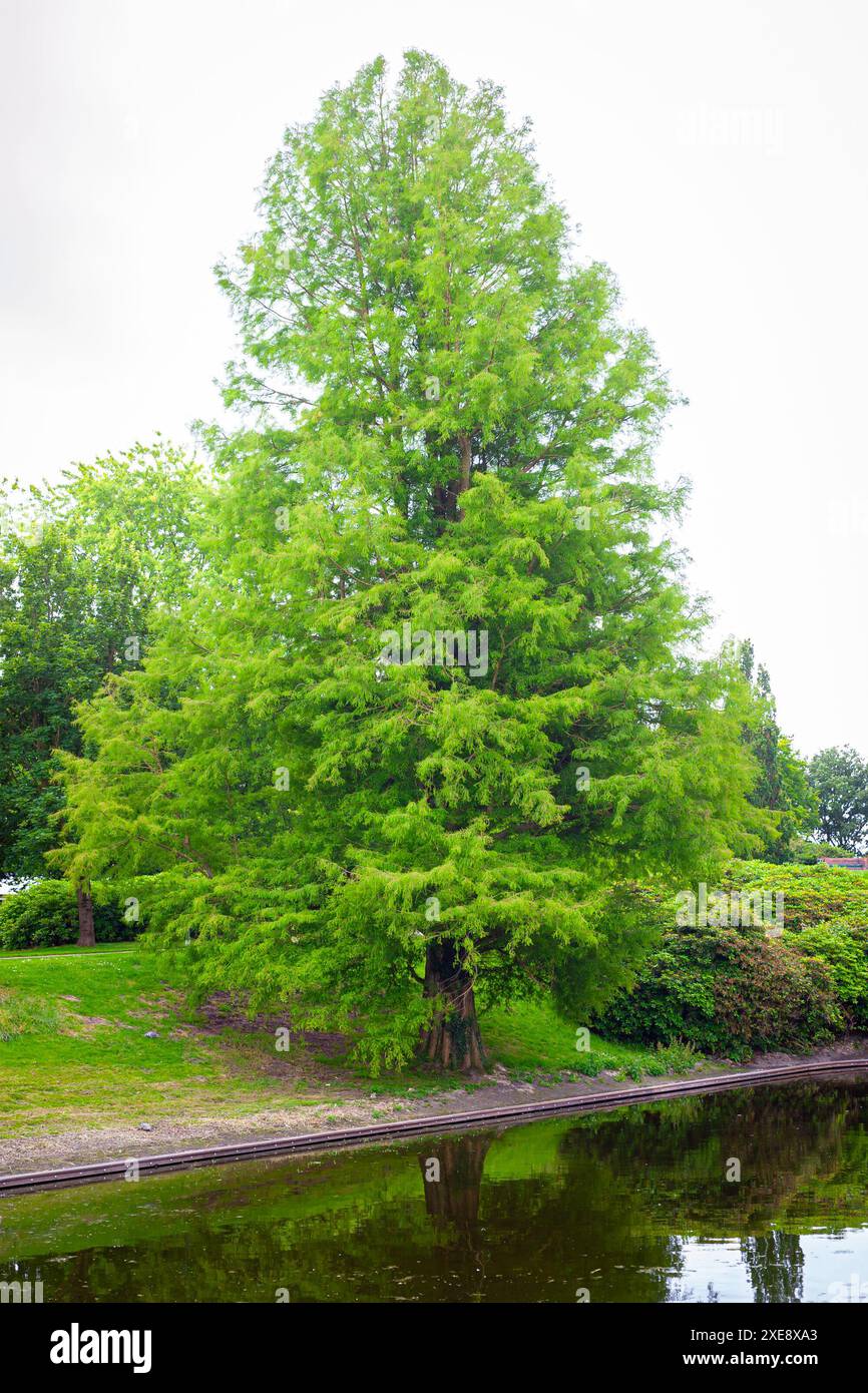 Wunderschöner Metasequoia-Baum, auch bekannt als Morgendämmermammutbaum entlang des Ufers Stockfoto