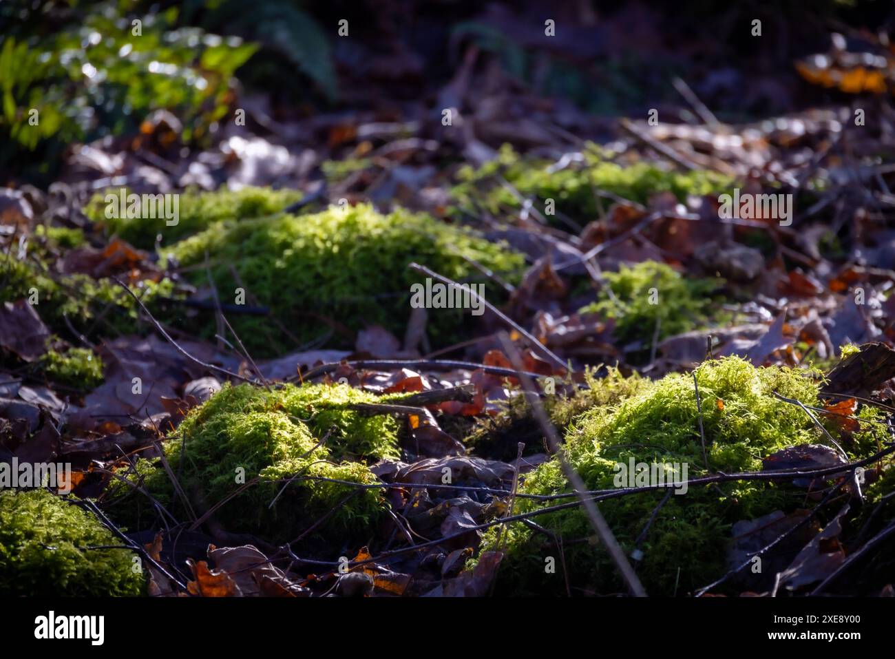 Sonnendurchflutetes Moos und gefallene Blätter auf dem Waldboden Stockfoto