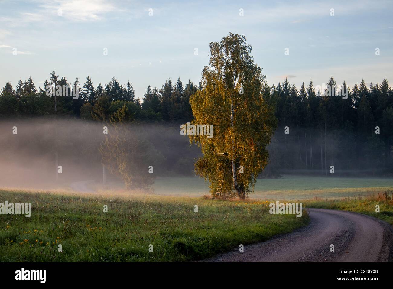 Morning Mood Feldweg mit Biegebaum und Nebelstimmung Stockfoto