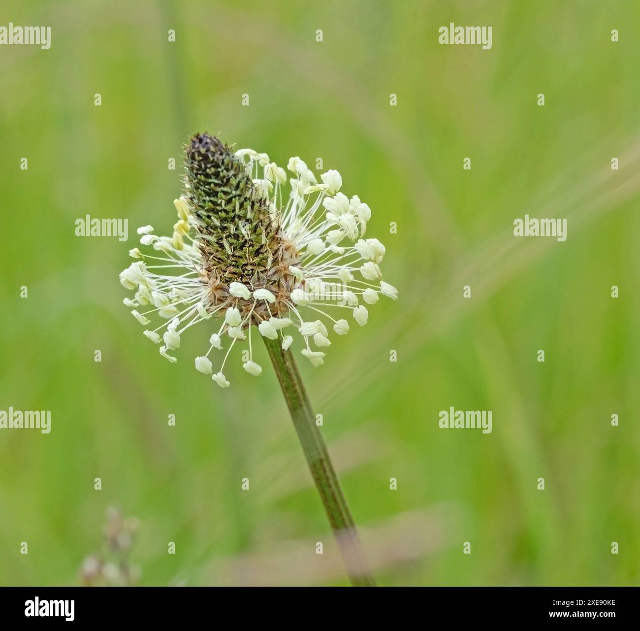 Bandbanane „Plantago lanceolata“ Stockfoto