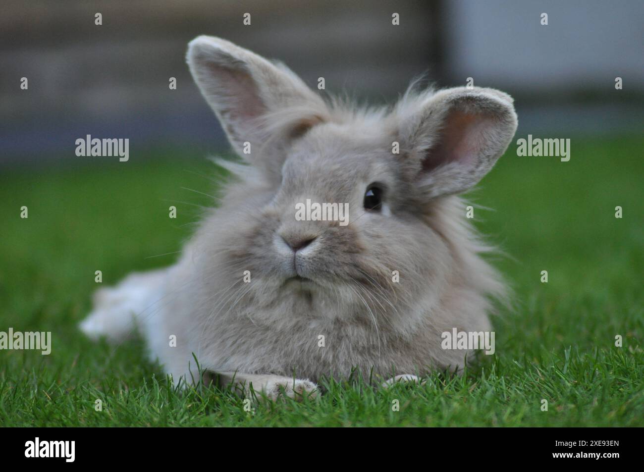 Junge sandfarbene Zwergkaninchen mit Löwenkopf in einem Garten Stockfoto