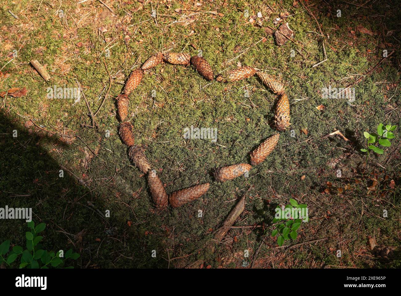 Das Herz von den Kegeln im Wald. Ökologie, Umweltschutz und Konservierungskonzept. Stockfoto