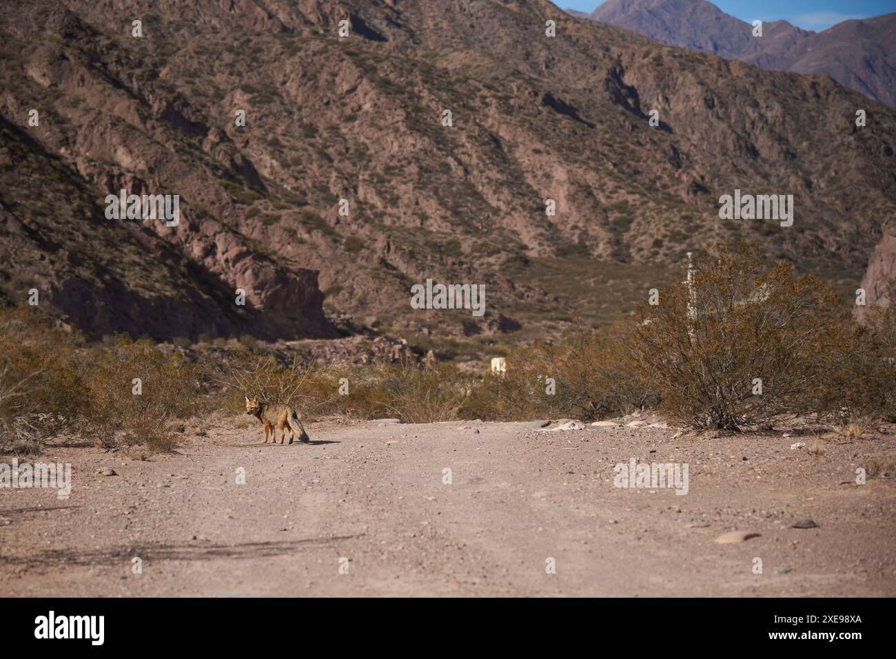 Culpeo, Lycalopex culpaeus, auch bekannt als Rotfuchs, Andenfuchs oder Paramo-Wolf, eine Art südamerikanischer Fuchs, der in der Region Potrerillos der Männer vorkommt Stockfoto