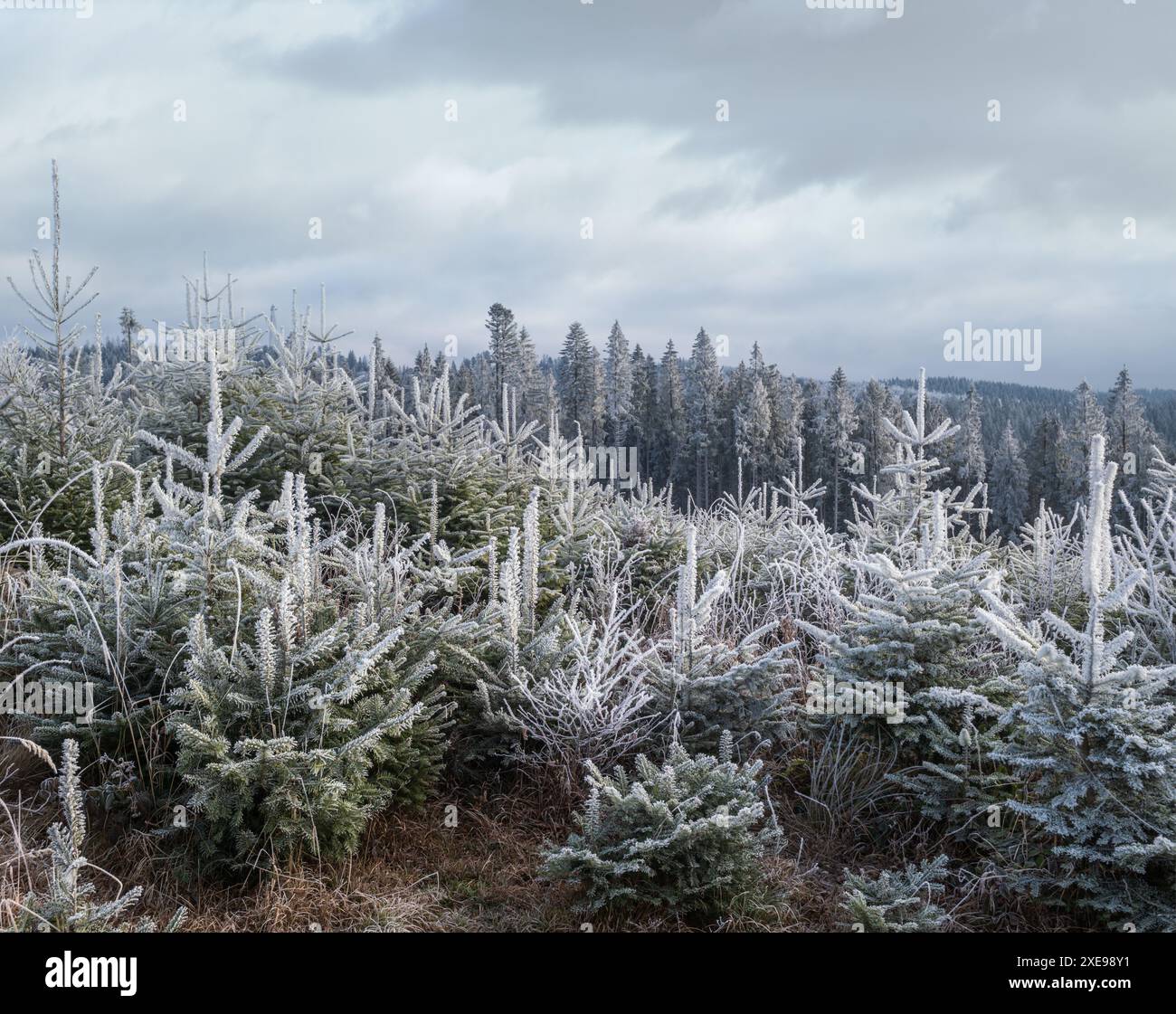 Der Winter kommt. Letzte Herbsttage, Morgen in der Berglandschaft friedliche malerische heimatte Szene. Ukraine, Karpaten Stockfoto