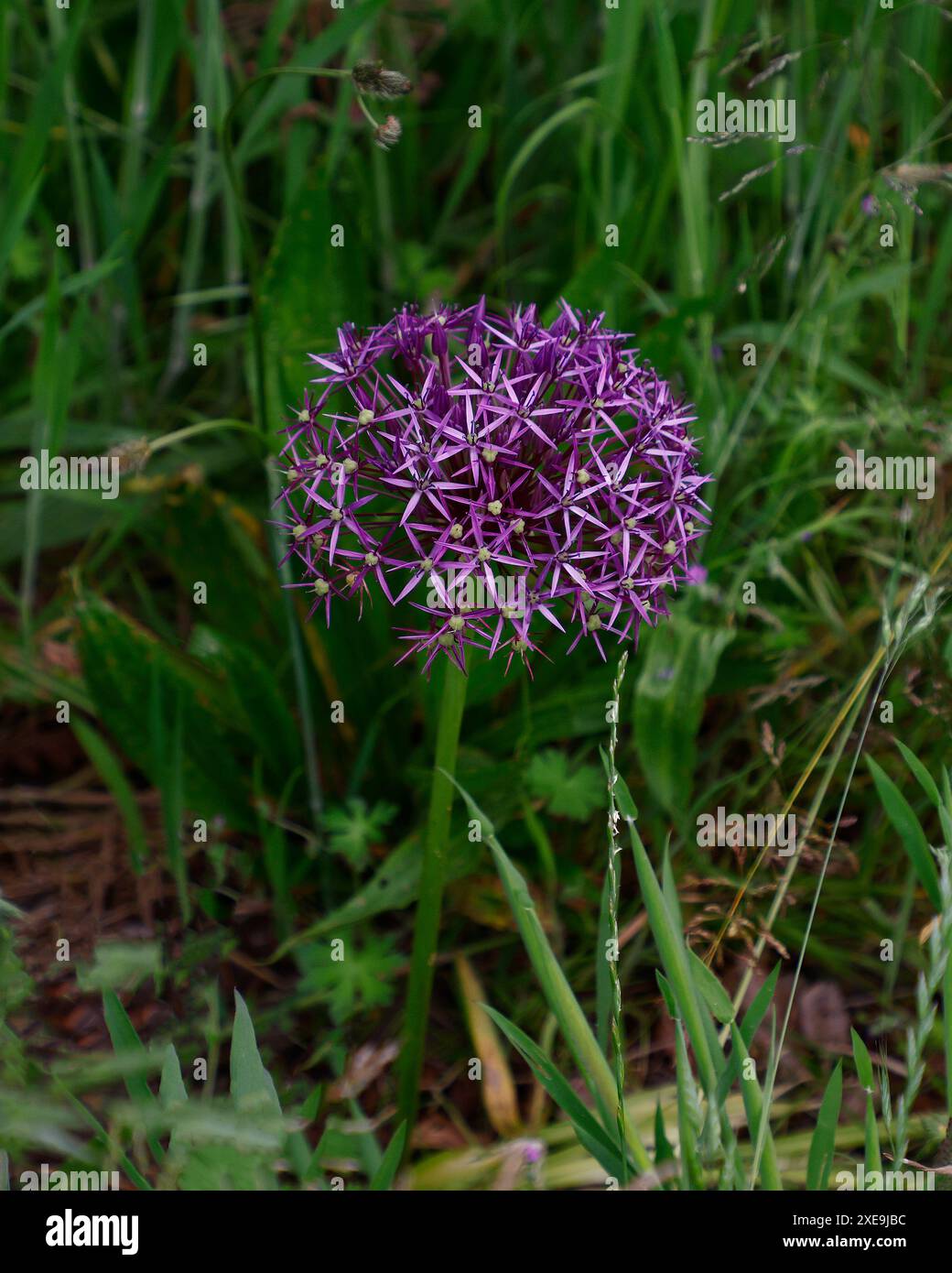Nahaufnahme der rosa-violetten offenen Blume der sommerblühenden Gartenzwiebeln allium Purple Regens, der in hohem Gras wächst. Stockfoto