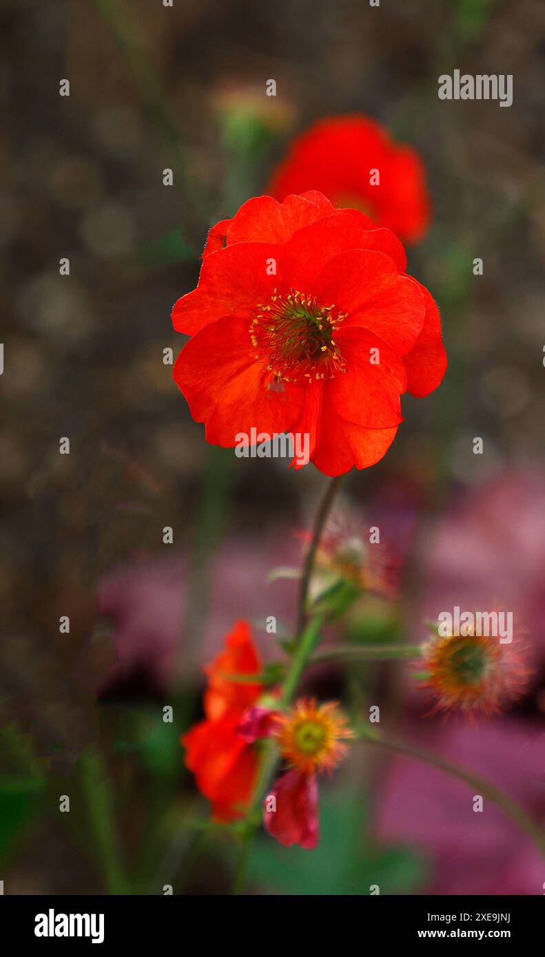Nahaufnahme der roten Blume, die mit Aprikosenfarbe der krautigen, ausdauernden Sommerblühgartenpflanze geum Scharlach Sturm gespült wurde. Stockfoto