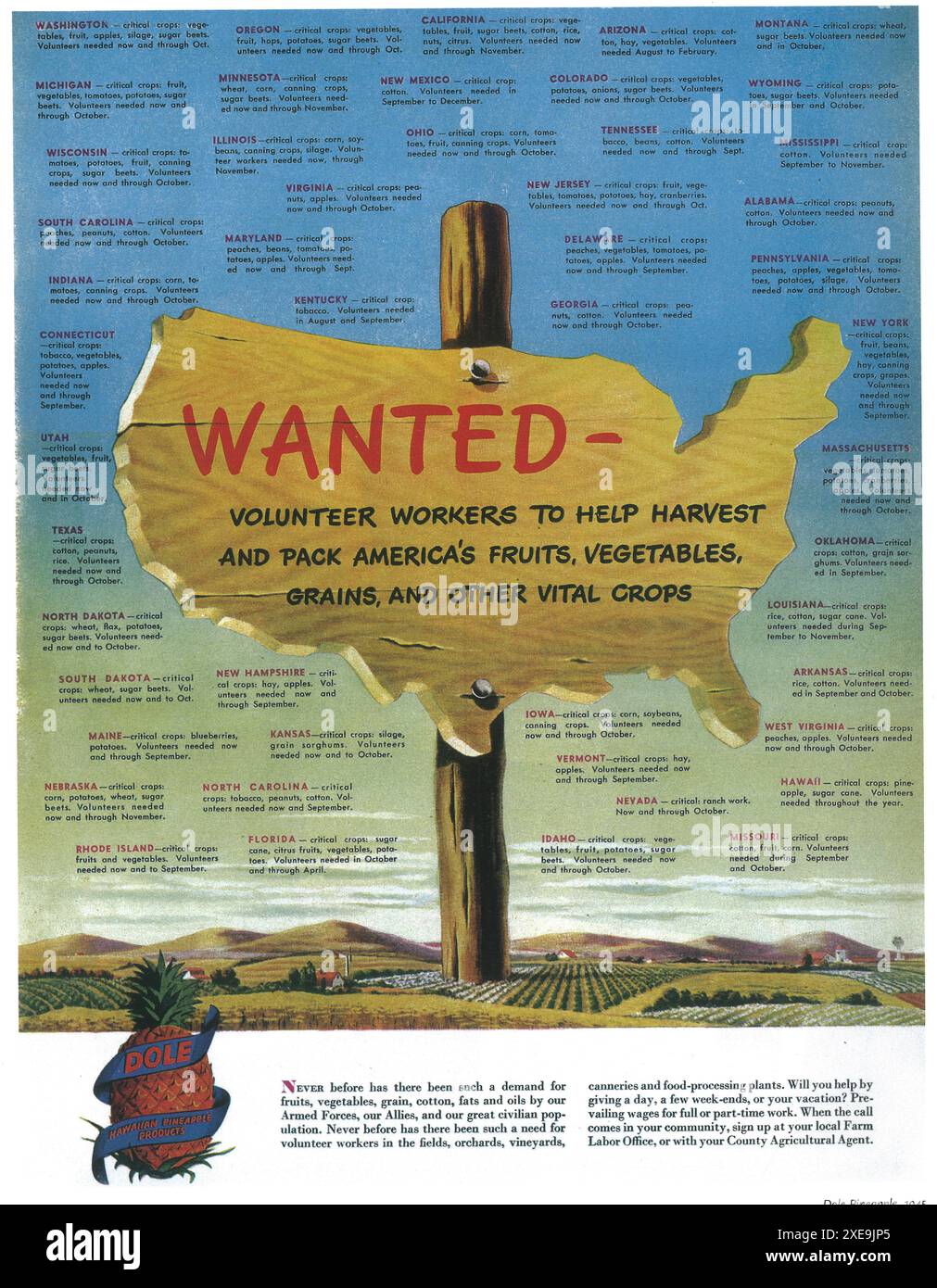 1945 Dole Pineapple Werbespot - Wanted Schild - Kriegszeit Freiwillige Arbeiter für Ernte Ernte Ernte Ernte Hilfe Stockfoto