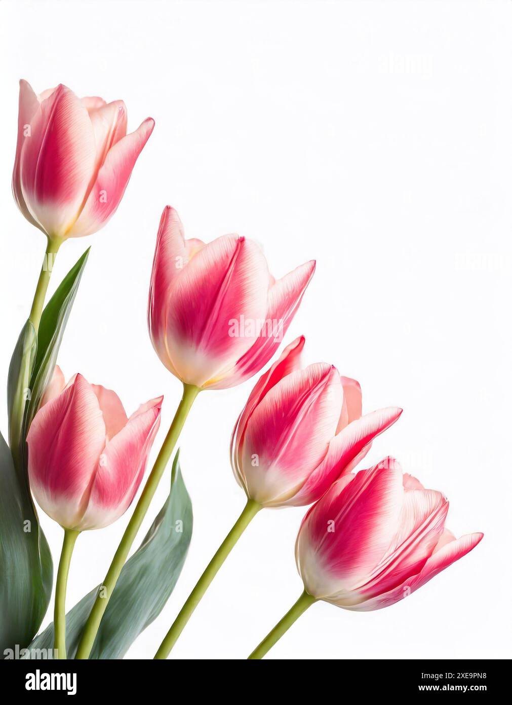 Rosa Tulpen isolierte Blumen auf weißem Hintergrund. Stockfoto