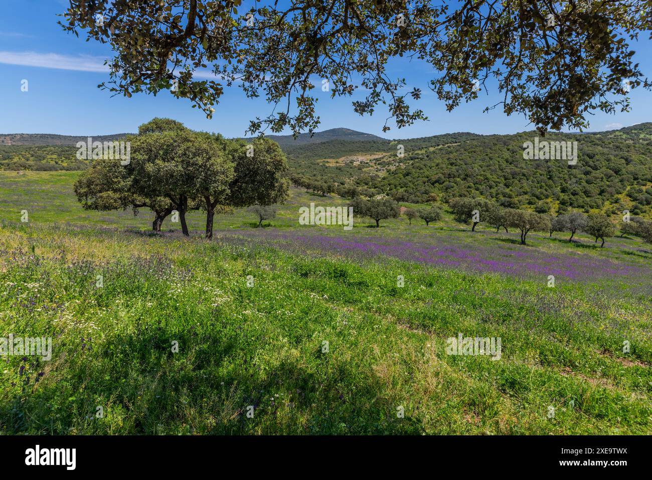 Ein Feld mit wilden Pflanzen und Bäumen auf einem Bauernhof außerhalb von Granada, Andalusien, Spanien Stockfoto