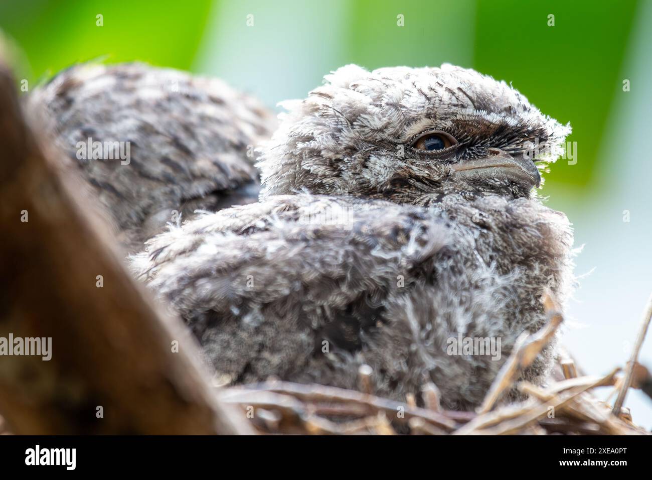 Der Tawny Anglermaus mit seinem grau-braunen Gefieder verschmolz sich in seine Umgebung. Dieses Foto zeigt seine einzigartige Tarnung Stockfoto