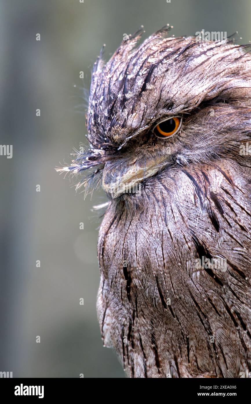 Der Tawny Anglermaus mit seinem grau-braunen Gefieder verschmolz sich in seine Umgebung. Dieses Foto zeigt seine einzigartige Tarnung Stockfoto