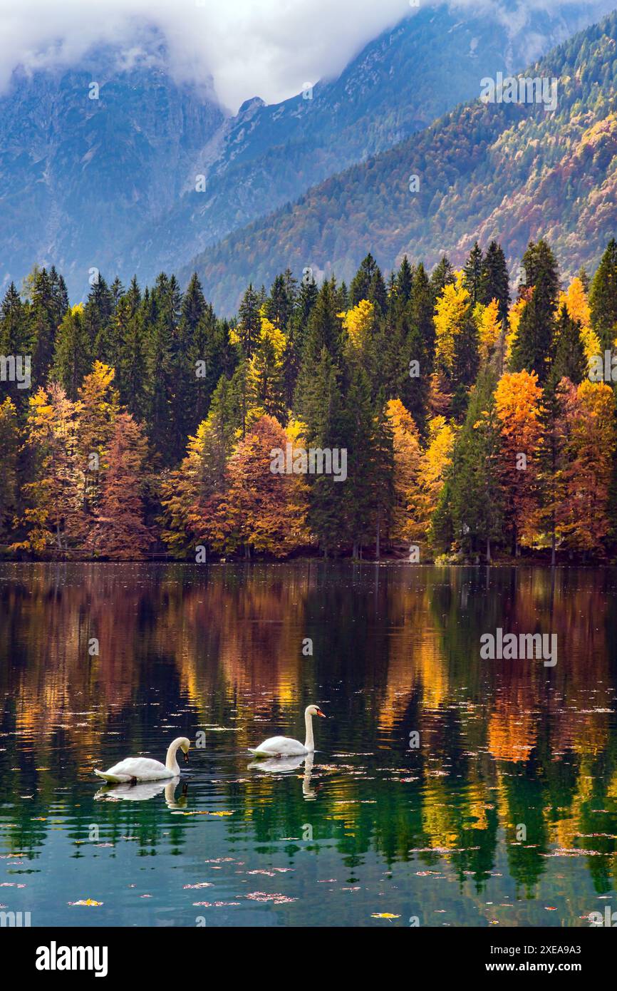 Paar weiße Schwäne Stockfoto Paar weiße Schwäne Stockfoto