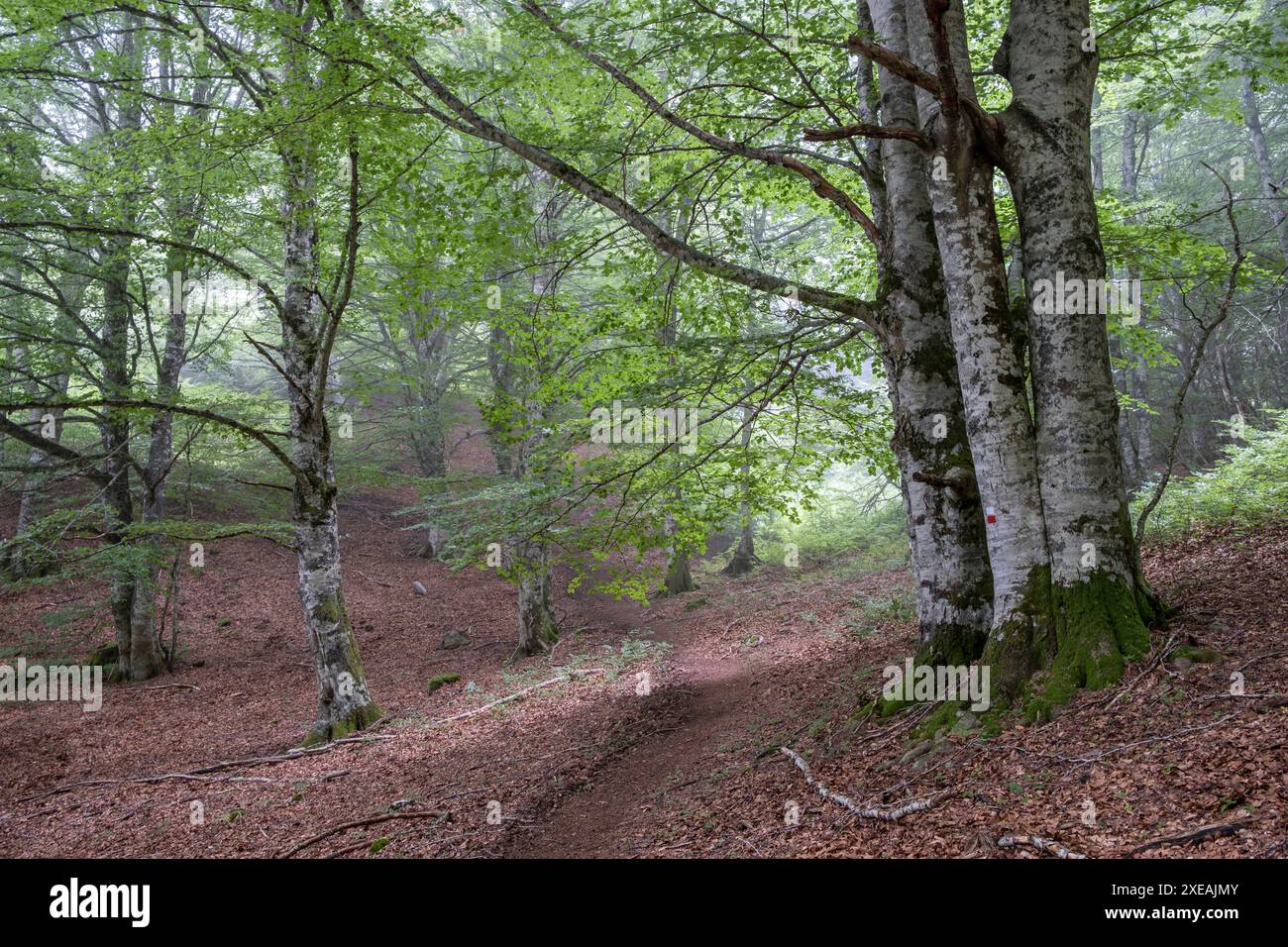 GR20 Fernwanderweg Stockfoto