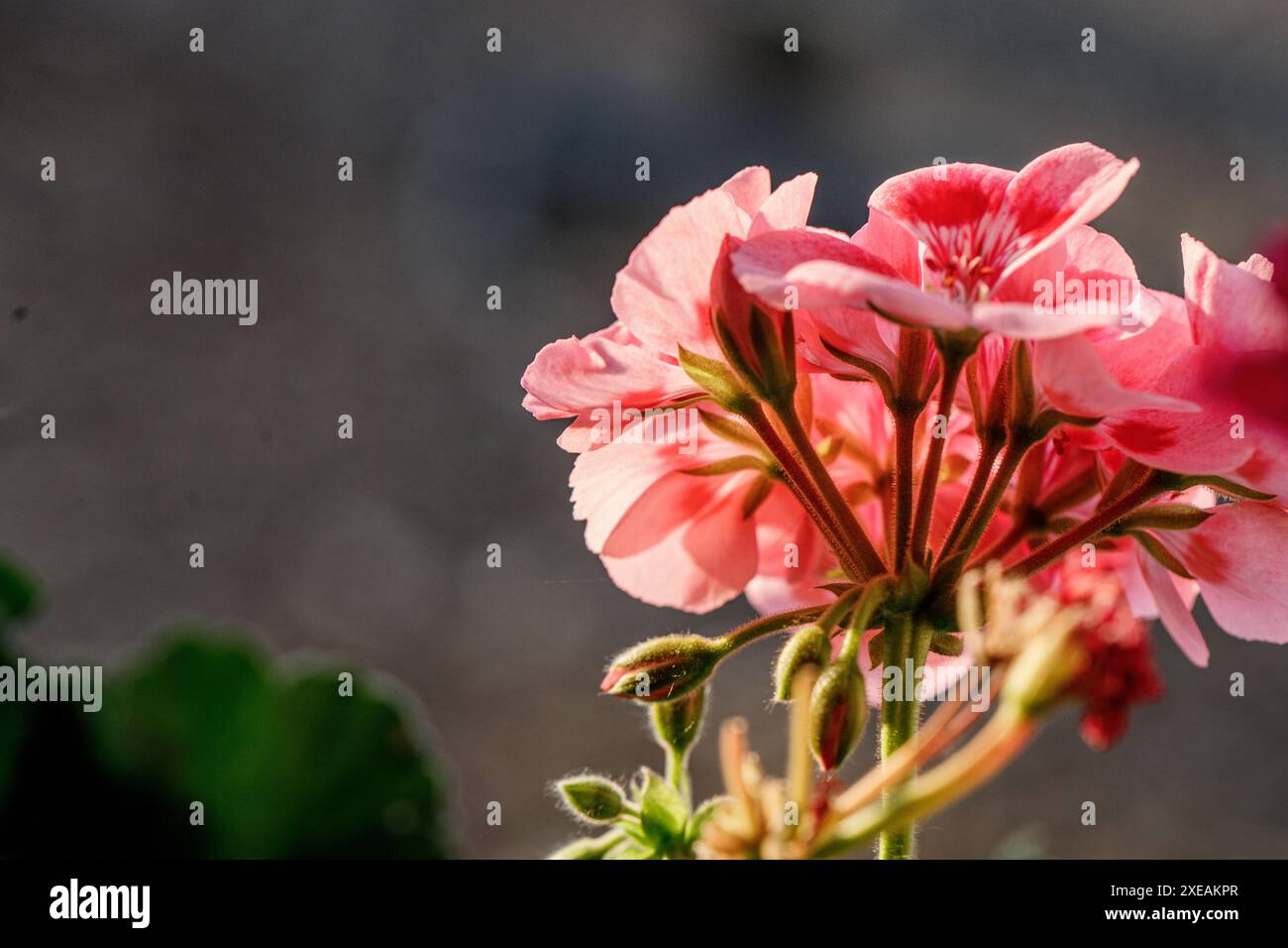 Mit einer Gruppe zarter rosafarbener Geranenblüten in voller Blüte. Die Blüten sind weich und samtig, in den warmen Glanz der Nachmittagssonne getaucht. Stockfoto