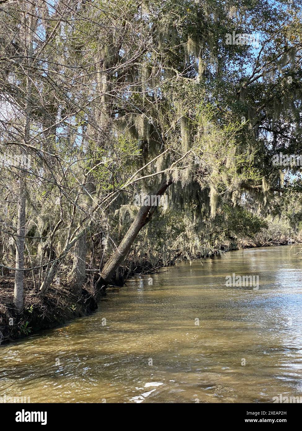 Foto von Bart, Bartflechte oder Bartmoos eines alten Mannes in den Bayou- oder Feuchtgebieten des Barataria Preserve im Jean Lafitte National Historical Park und Stockfoto