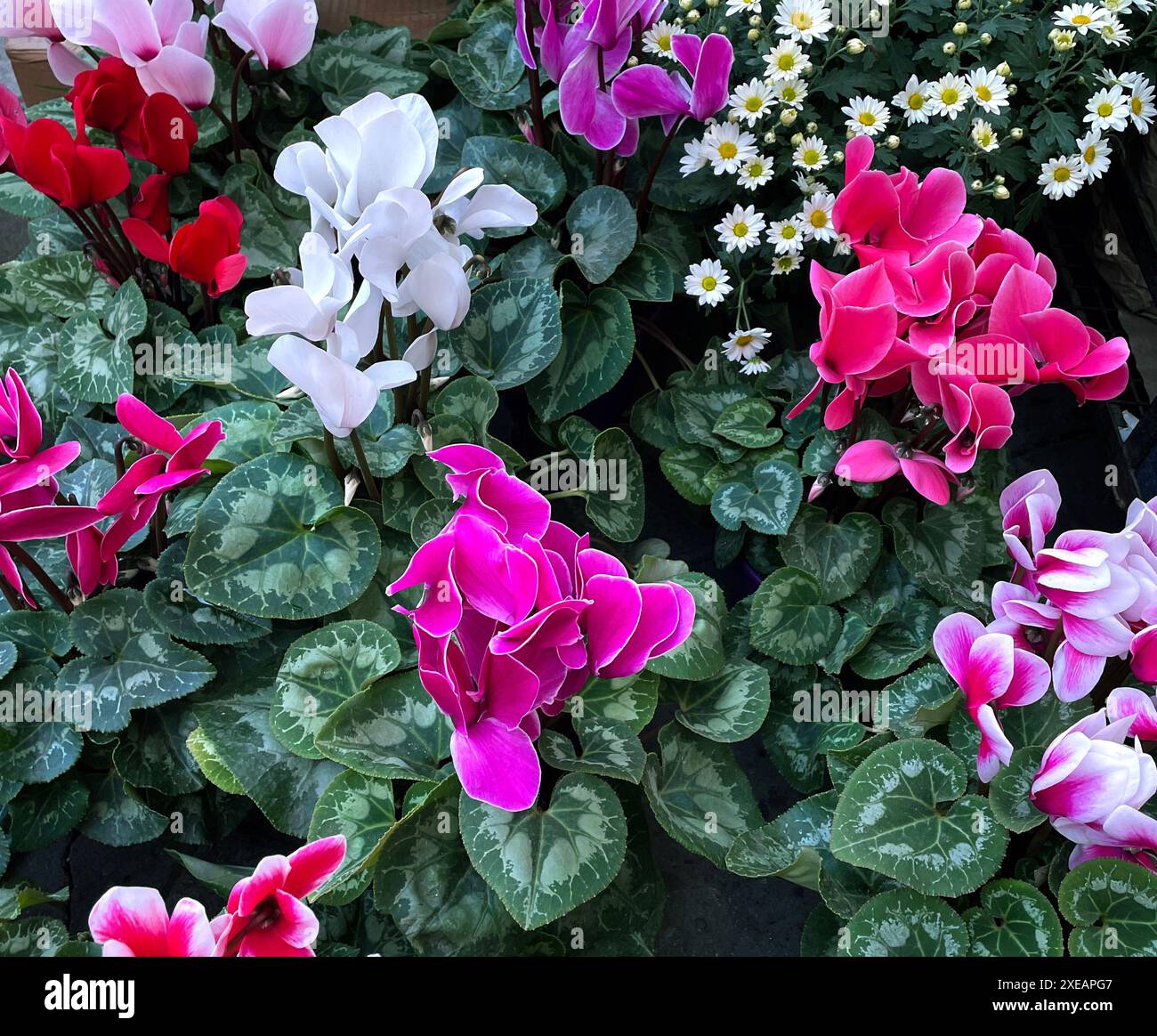 Cyclamen persica. Cyclamen in Töpfen, Draufsicht. Hintergrund der Blüten von mehrfarbigen Cyclamen Stockfoto