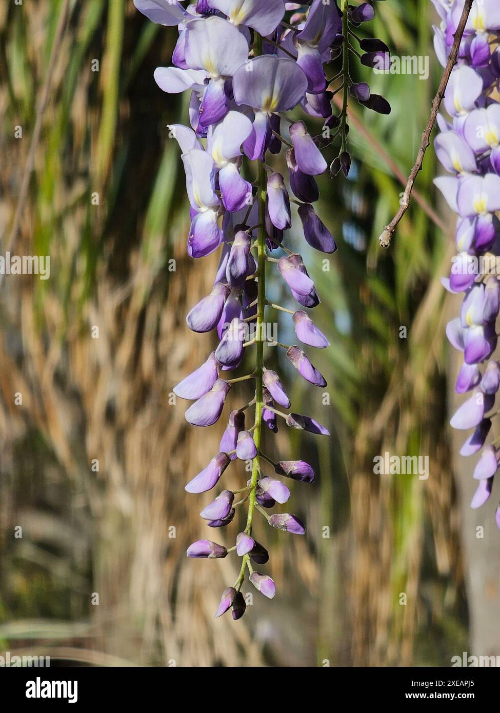 Wisteria. Zweig der Glyzinien-Violett-Makroaufnahme. Blühende Glyzinien. Exotische Gartenpflanze Stockfoto