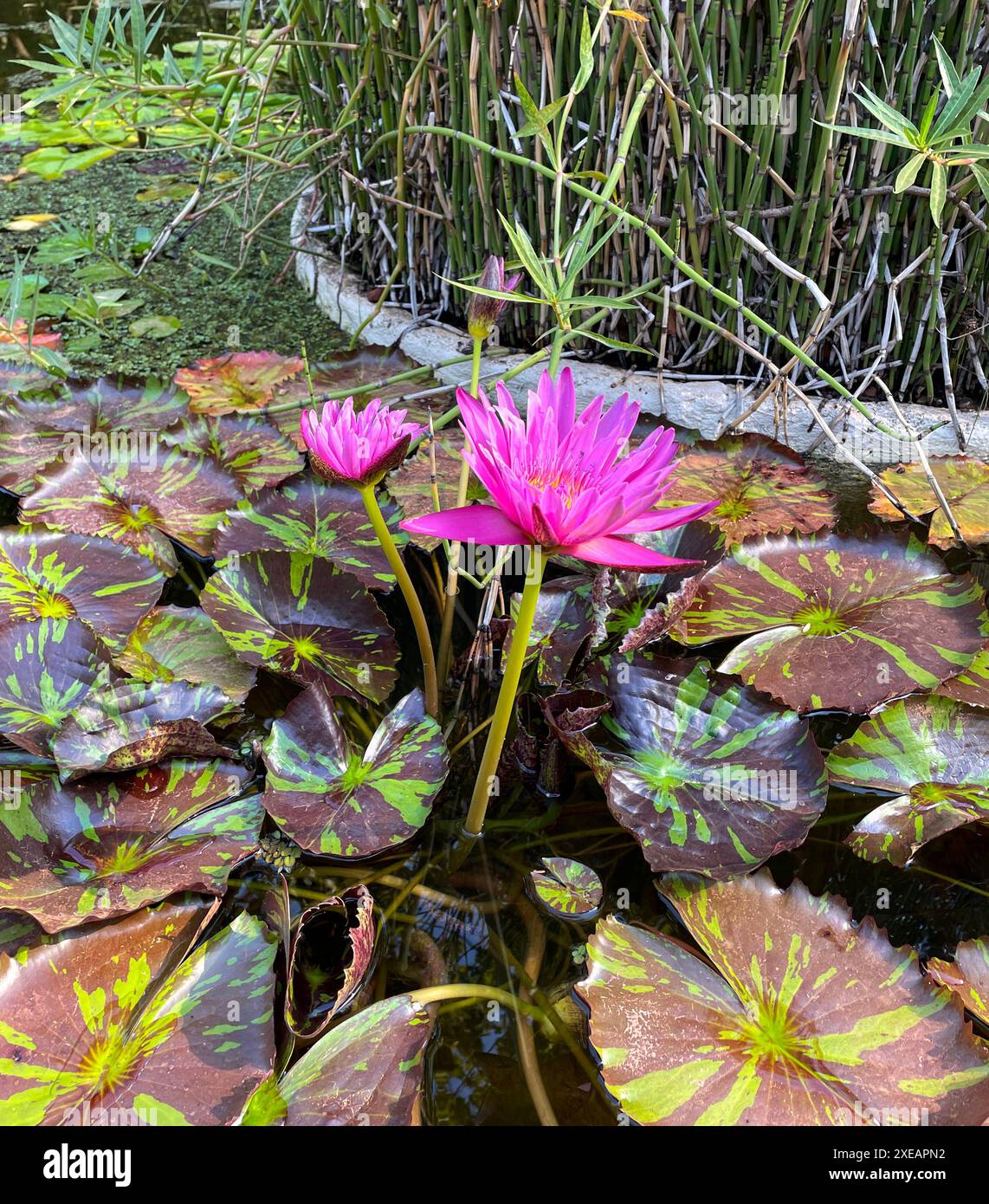 Seerosenblüte im Teich und in den Blättern. Naturalistisches Foto von Seerosen in freier Wildbahn. Exotische Seerosenblüte Stockfoto