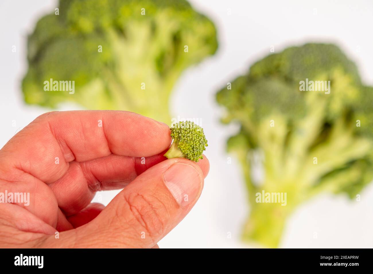 Finger, die einen kleinen Brokkoli halten Stockfoto