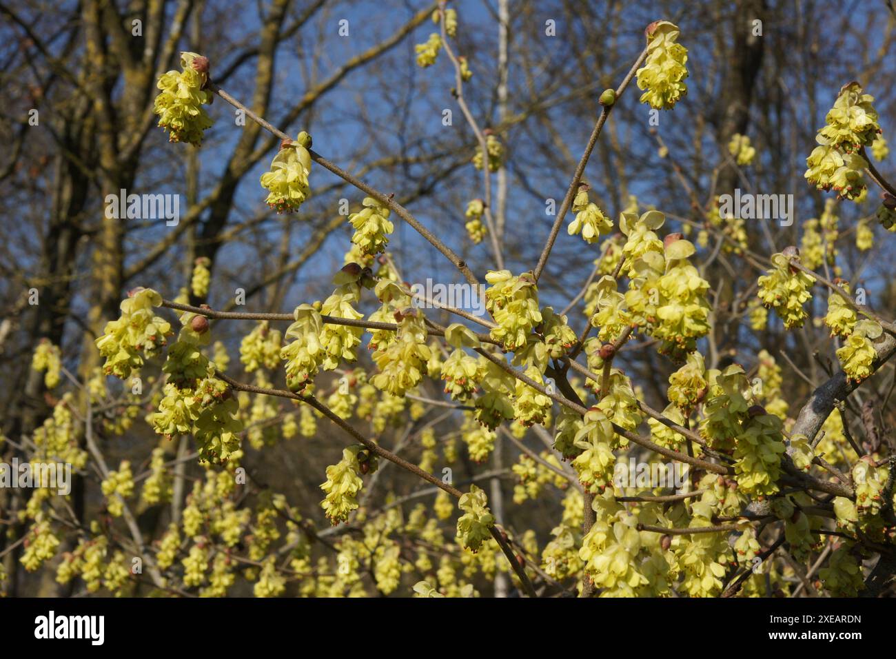 Corylopsis glabrescens, duftende Winterhasel Stockfoto