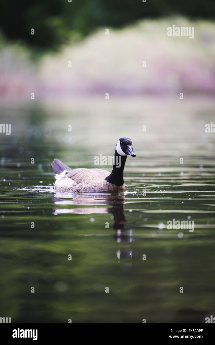 Eine einsame Canada Goose gleitet mühelos über einen ruhigen See mit einer friedlichen und natürlichen Kulisse. Stockfoto