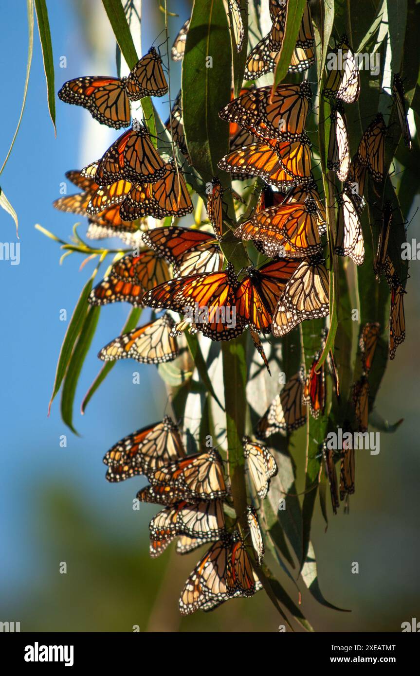 Im Oktober angekommen, sammeln sich Monarchschmetterlinge auf Kiefern-, Zypressen- und Eukalyptusbäumen im Heiligtum zusammen. Ihre Migration nach Pacific Grove ist Stockfoto