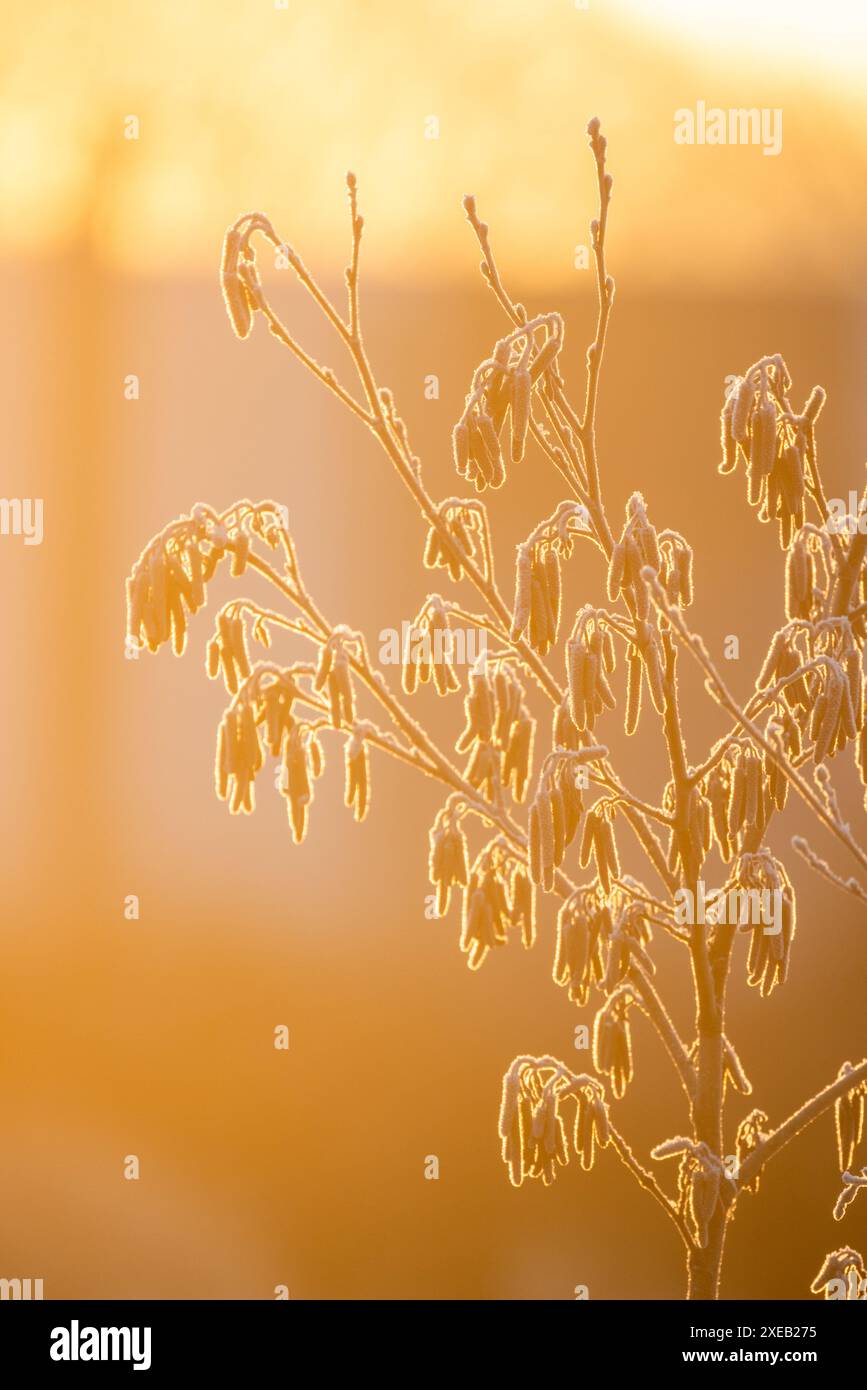 Ätherischer Frost auf Ästen zur Goldenen Stunde Stockfoto