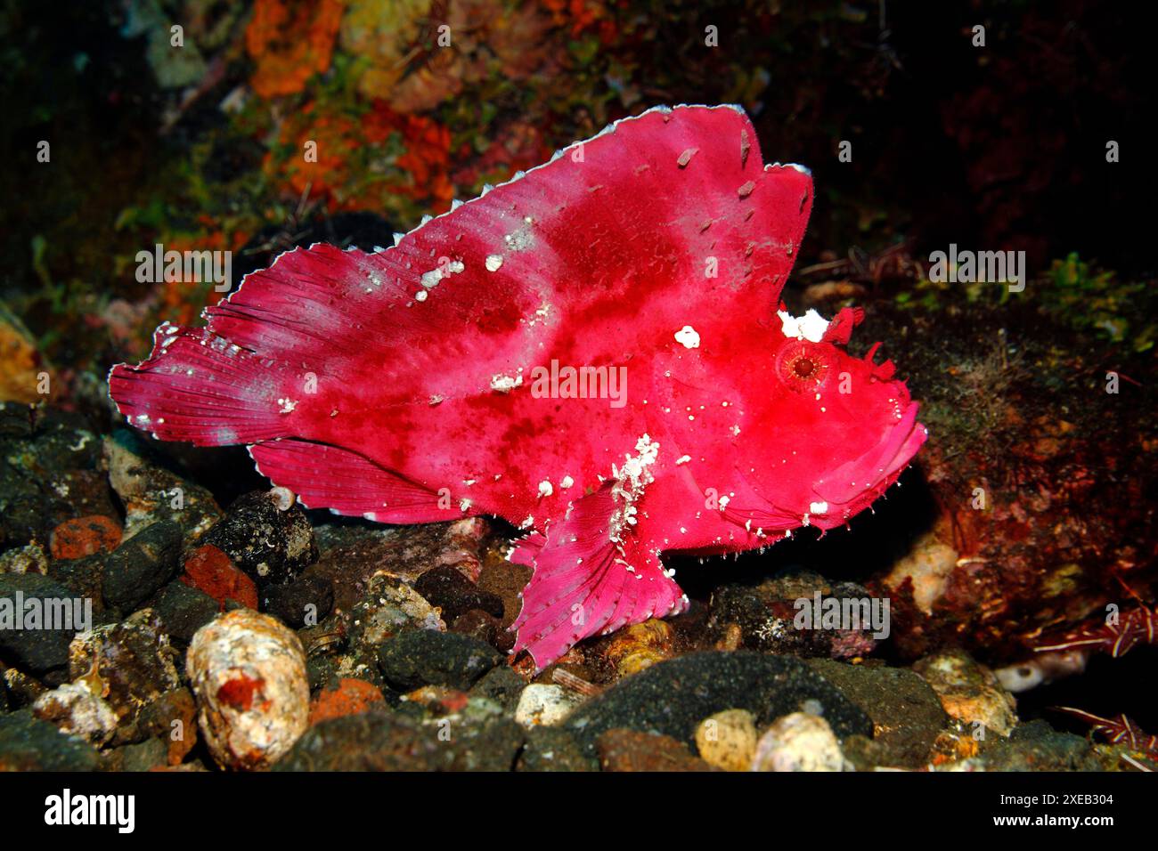 Blatt Skorpionfisch, Taenianotus triacanthus, rosa und weiße Variante. Auch bekannt als Paperfish und Paper Scorpionfish. Tulamben, Bali, Indonesien. Stockfoto