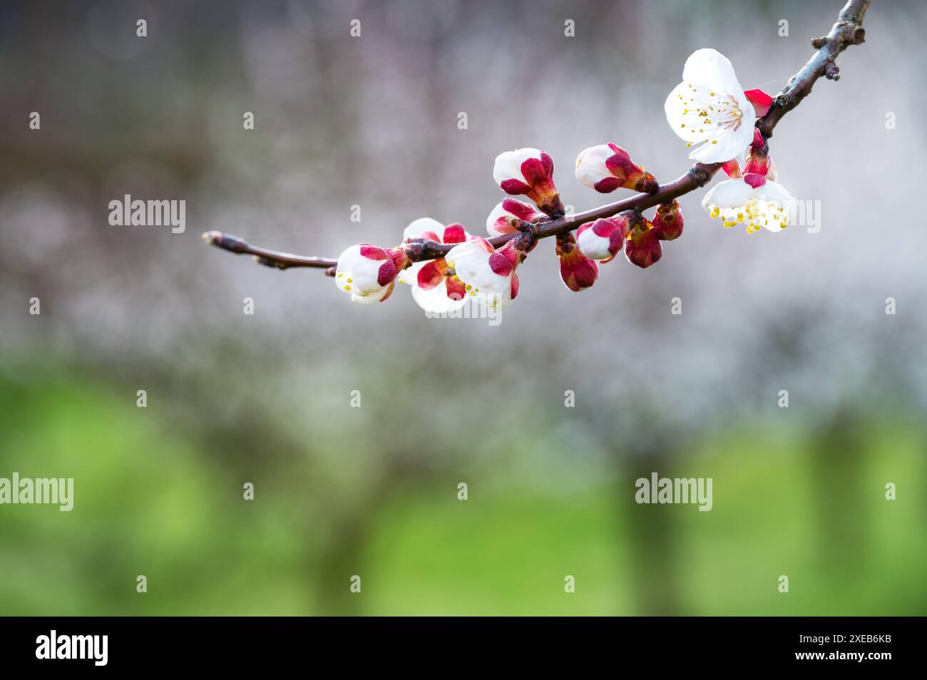 Aprikosenblüte, Wachau, Österreich Stockfoto