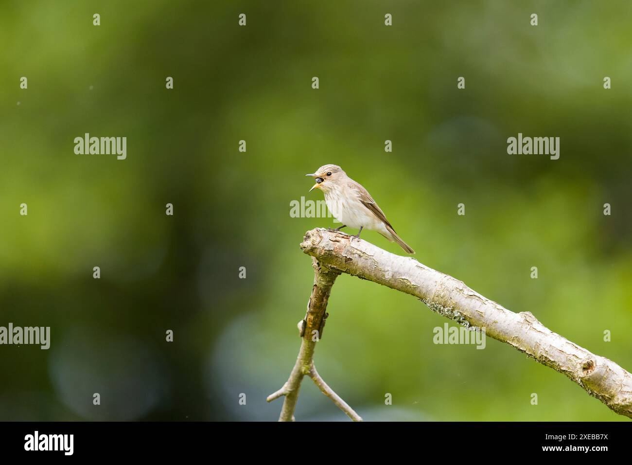 Gefleckter Fliegenfänger Muscicapa striata, Erwachsener auf einem Zweig, der ein Pellet hochbringt, Suffolk, England, Juni Stockfoto