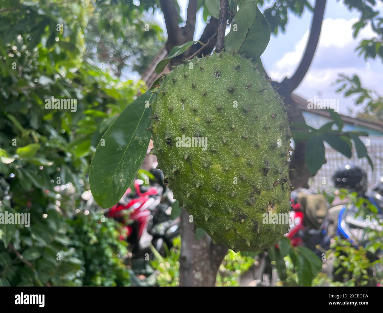 Soursop-Frucht auf Holz. Sauerteigfrucht vom amerikanischen Kontinent Stockfoto