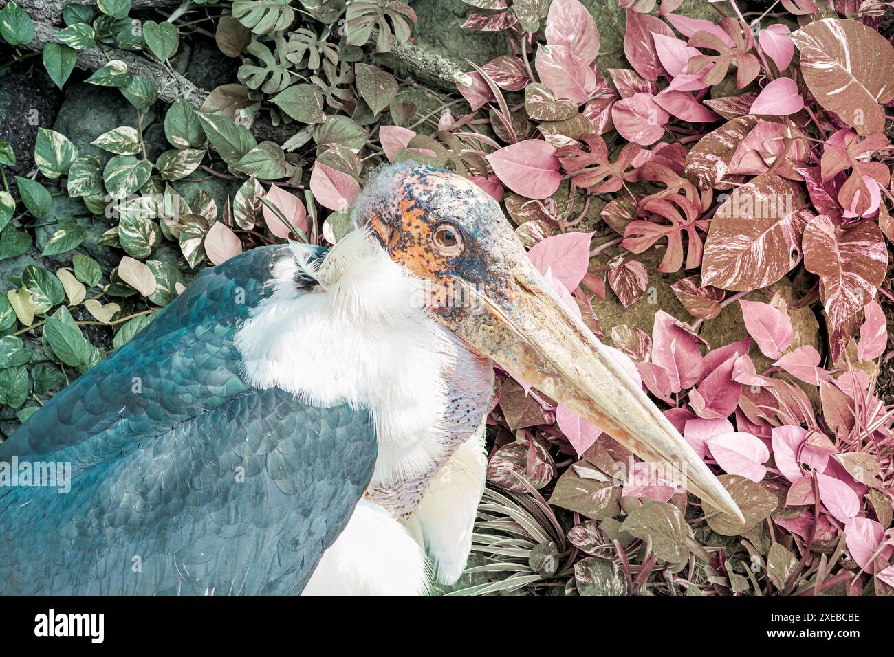 Marabou: Großer afrikanischer Storch mit massiver Scholle auf abstrakter dunkelgrüner Blattstruktur, Natur-Hintergru Stockfoto