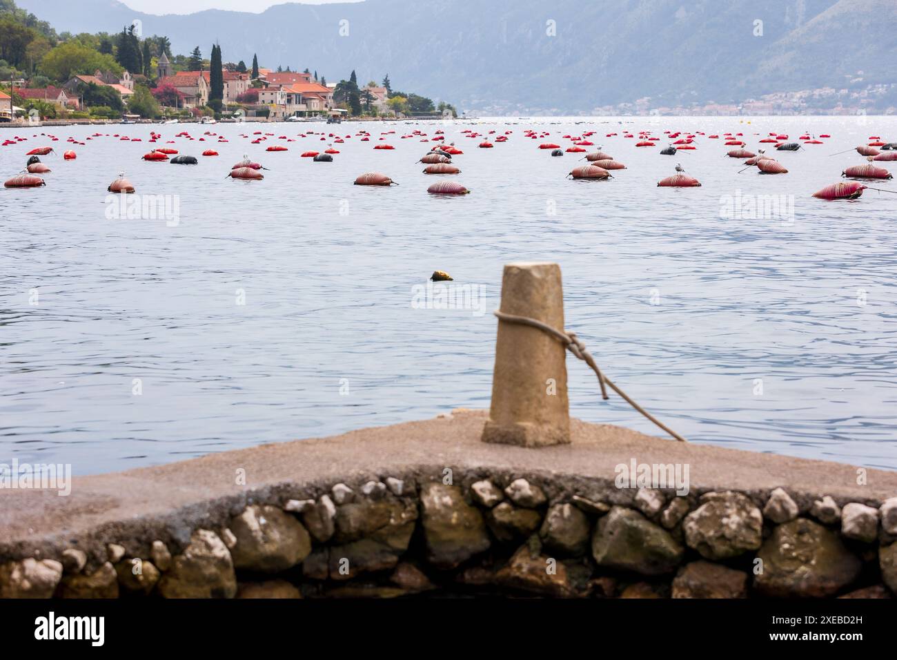 Muscheln- und Austernfarmen, Montenegro Bay of Kotor Stockfoto