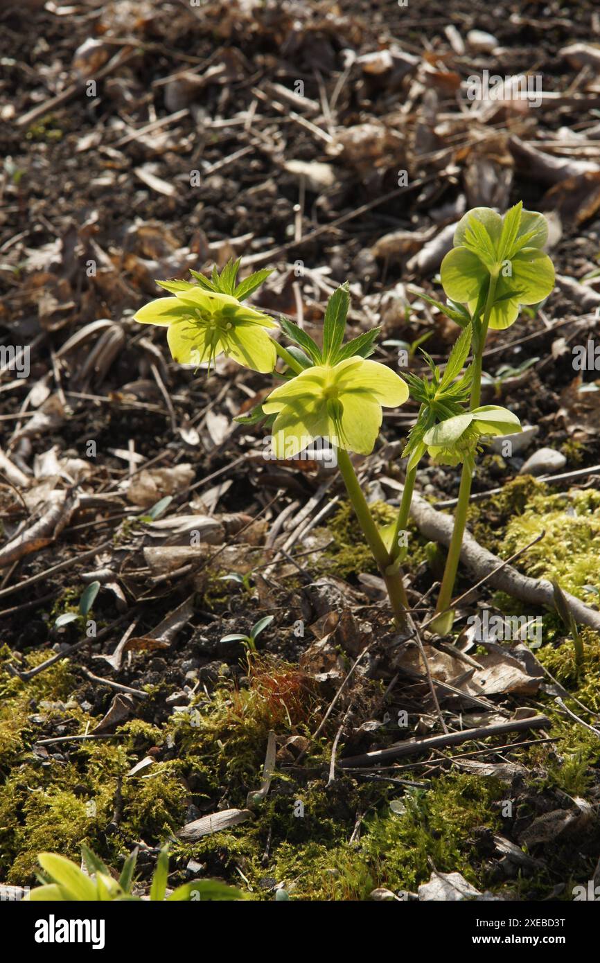 Helleborus Viridis, grüne Nieswurz Stockfoto